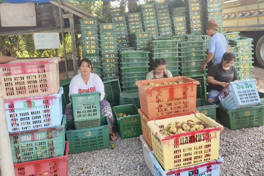 “สุชาติ”ปลื้ม ใช้เวลาแค่ 16 วัน ดันราคามังคุดใต้ทะลุกิโลกรัมละ 100 บาท 7 520256793 1112097714445596 335054924021756916 n