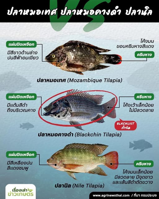 เปรียบเทียบความแตกต่าง ปลานิล ปลาหมอคางดำและปลาหมอเทศ 2 522799099 1544156793571364 6788890227001967353 n 3