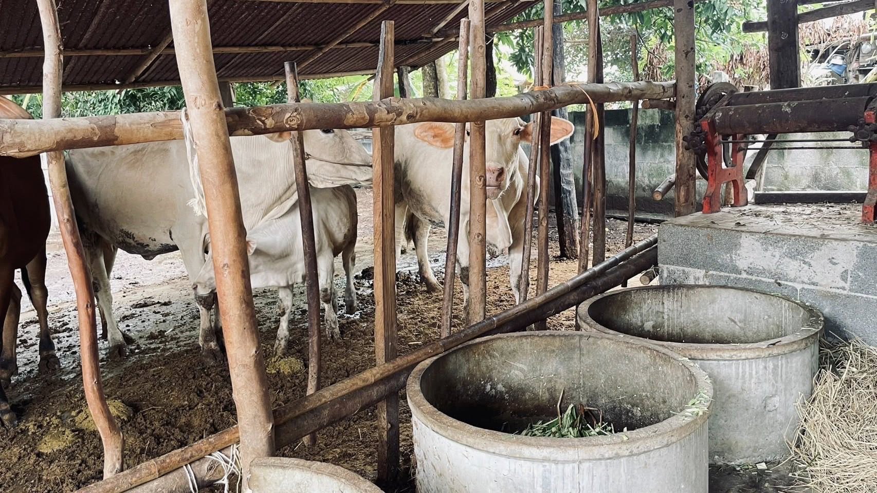 ปศุสัตว์ศรีสะเกษ ลงพื้นที่ติดตามสถานการณ์สัตว์เลี้ยงและจุดอพยพในพื้นที่ชายแดน 6 524082981 1053737440202516 4297819348533417135 n