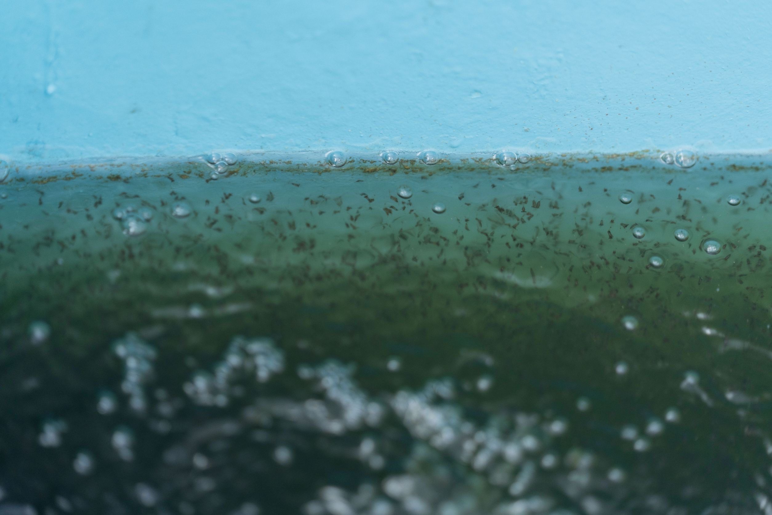 กรมประมงจับมือ กฟผ.เปิดตัว “โรงเพาะเลี้ยงกุ้งก้ามกรามพลังงานแสงอาทิตย์”เป็นศูนย์กลางการเรียนรู้และหนุนอาชีพ สร้างรายได้ท้องถิ่น 9 524462