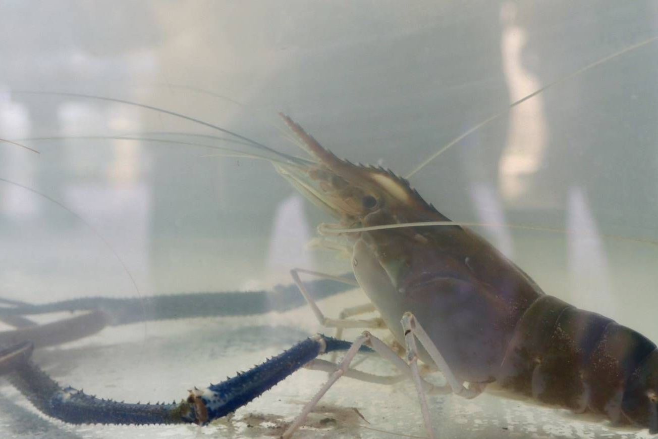 กรมประมงจับมือ กฟผ.เปิดตัว “โรงเพาะเลี้ยงกุ้งก้ามกรามพลังงานแสงอาทิตย์”เป็นศูนย์กลางการเรียนรู้และหนุนอาชีพ สร้างรายได้ท้องถิ่น 10 525025