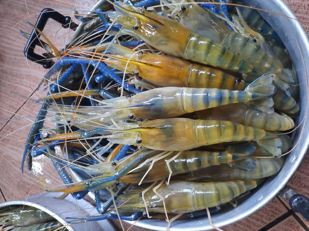 ขึ้นทะเบียนสินค้าGI 565000003690101