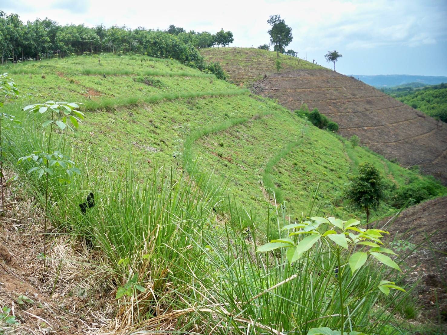 กรมพัฒนาที่ดิน เตรียมแผนฟื้นฟูดินในพื้นที่การเกษตร รองรับน้ำท่วม ดินโคลนถล่ม 13 679732
