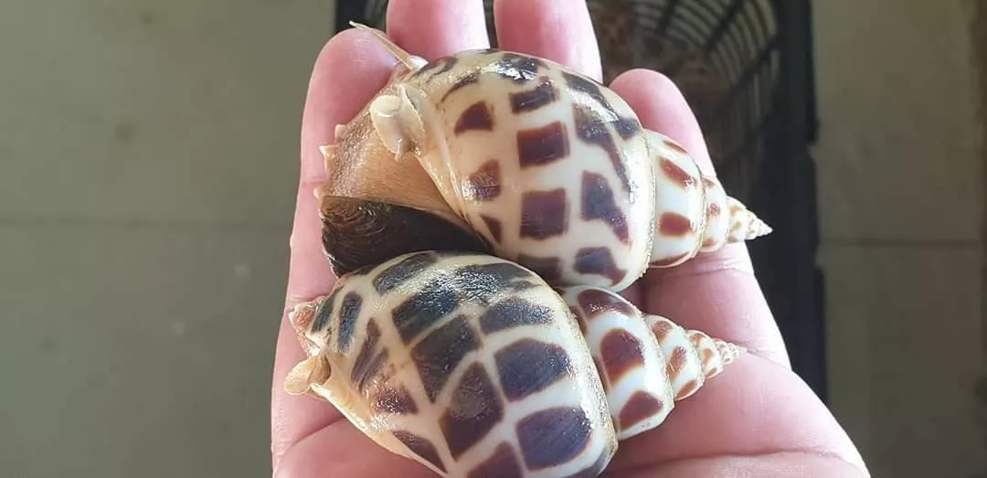 หอยหวาน ลวดลายสวย รสชาติดี ตลาดต้องการสูงมาก 2 71FAD7EC 91D3 48EF B3F5 77394B3F0464.jpeg