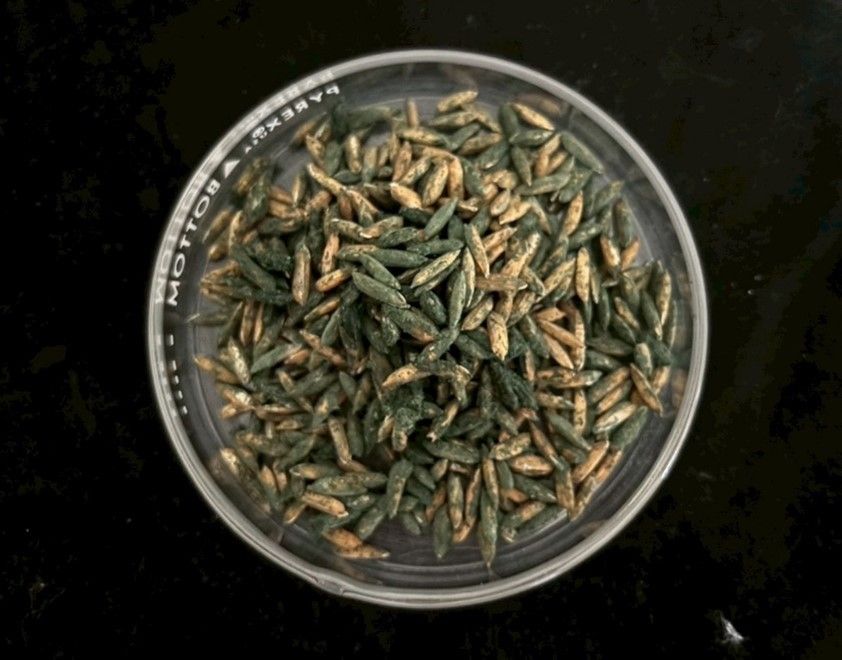 ของดีจากกรมวิชาการเกษตร เชื้อราไตรโคเดอร์มา DOA-TH50 ป้องกันโรคกล้วยน้ำว้าได้ผลจริง 2 882858