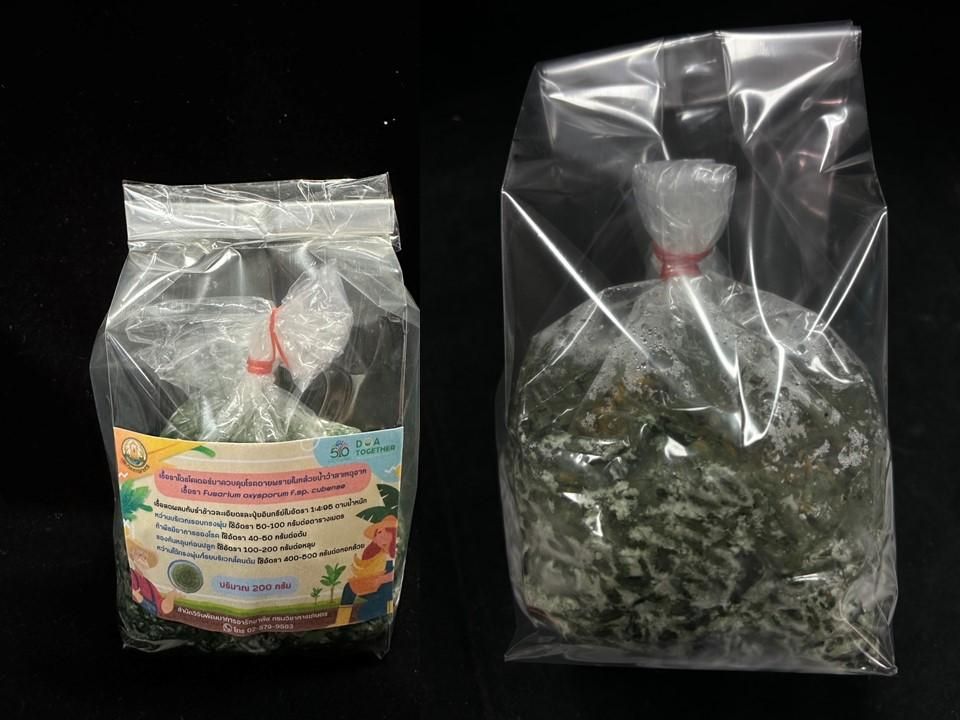 ของดีจากกรมวิชาการเกษตร เชื้อราไตรโคเดอร์มา DOA-TH50 ป้องกันโรคกล้วยน้ำว้าได้ผลจริง 3 882859