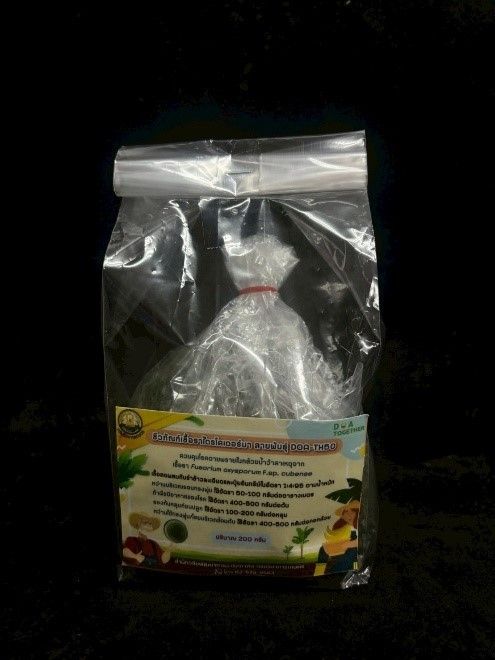 ของดีจากกรมวิชาการเกษตร เชื้อราไตรโคเดอร์มา DOA-TH50 ป้องกันโรคกล้วยน้ำว้าได้ผลจริง 4 882860
