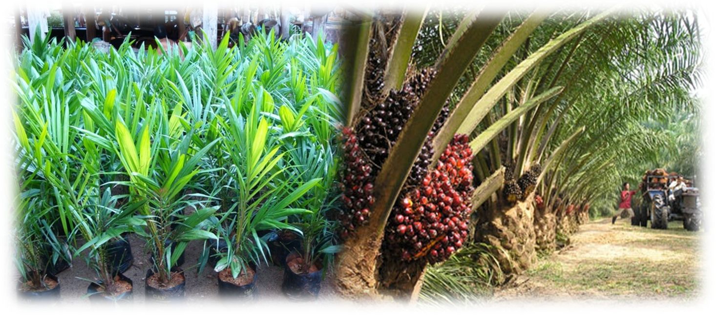 ปุ๋ยชีวภาพละลายฟอสเฟต ทางเลือกเพื่อเกษตรยั่งยืน ลดใช้ปุ๋ยเคมี เพิ่มประสิทธิภาพการดูดใช้ฟอสฟอรัสในดิน 2 886963