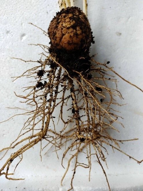 ปุ๋ยชีวภาพละลายฟอสเฟต ทางเลือกเพื่อเกษตรยั่งยืน ลดใช้ปุ๋ยเคมี เพิ่มประสิทธิภาพการดูดใช้ฟอสฟอรัสในดิน 3 886964