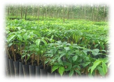 ปุ๋ยชีวภาพละลายฟอสเฟต ทางเลือกเพื่อเกษตรยั่งยืน ลดใช้ปุ๋ยเคมี เพิ่มประสิทธิภาพการดูดใช้ฟอสฟอรัสในดิน 4 886965