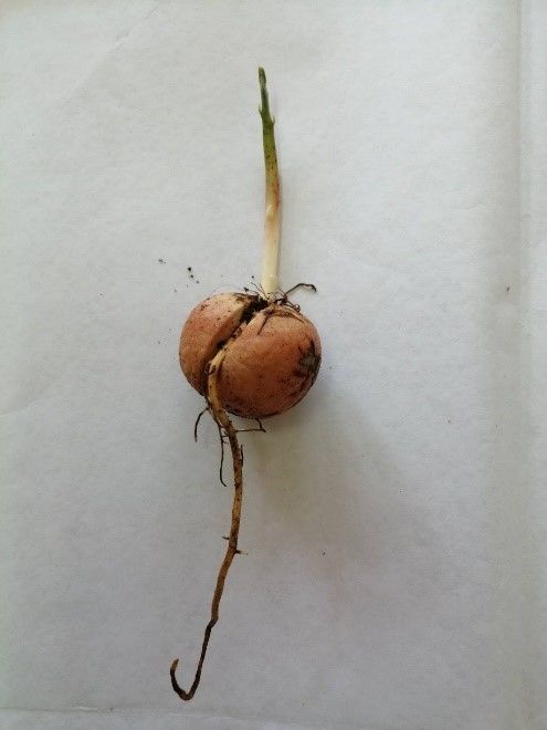 ปุ๋ยชีวภาพละลายฟอสเฟต ทางเลือกเพื่อเกษตรยั่งยืน ลดใช้ปุ๋ยเคมี เพิ่มประสิทธิภาพการดูดใช้ฟอสฟอรัสในดิน 5 886966