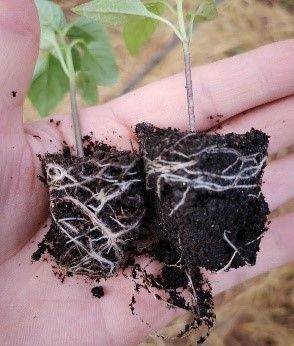 ปุ๋ยชีวภาพละลายฟอสเฟต ทางเลือกเพื่อเกษตรยั่งยืน ลดใช้ปุ๋ยเคมี เพิ่มประสิทธิภาพการดูดใช้ฟอสฟอรัสในดิน 6 886967