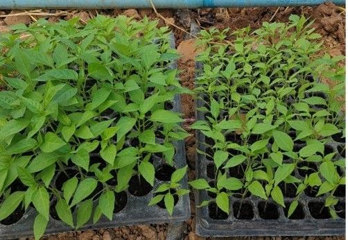 ปุ๋ยชีวภาพละลายฟอสเฟต ทางเลือกเพื่อเกษตรยั่งยืน ลดใช้ปุ๋ยเคมี เพิ่มประสิทธิภาพการดูดใช้ฟอสฟอรัสในดิน 7 886968