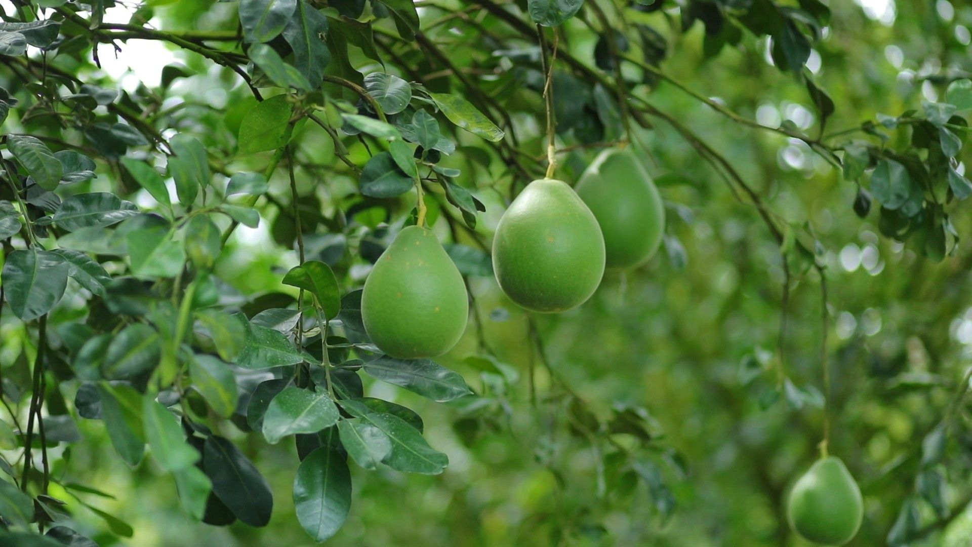 ปุ๋ยชีวภาพละลายฟอสเฟต ทางเลือกเพื่อเกษตรยั่งยืน ลดใช้ปุ๋ยเคมี เพิ่มประสิทธิภาพการดูดใช้ฟอสฟอรัสในดิน 9 886970