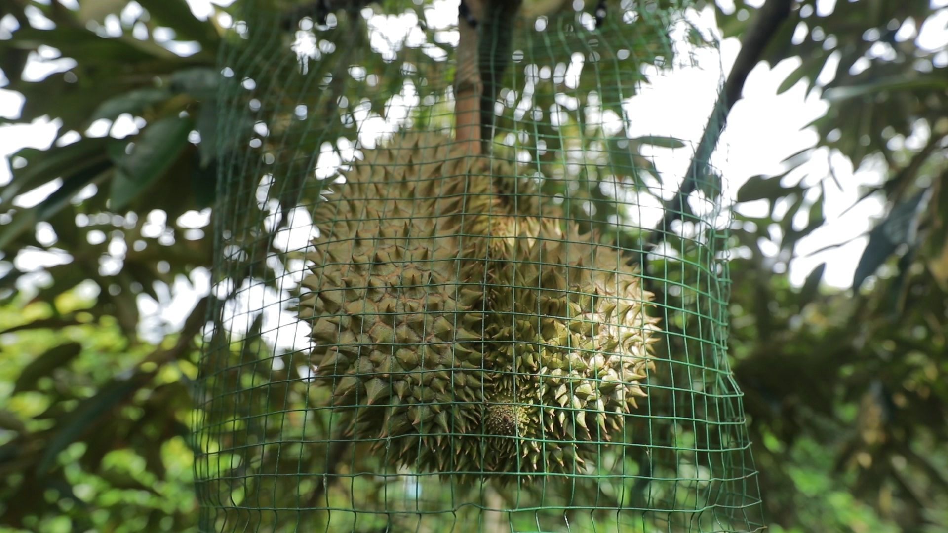 ปุ๋ยชีวภาพละลายฟอสเฟต ทางเลือกเพื่อเกษตรยั่งยืน ลดใช้ปุ๋ยเคมี เพิ่มประสิทธิภาพการดูดใช้ฟอสฟอรัสในดิน 10 886971