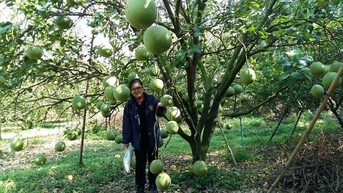 ปุ๋ยชีวภาพอาร์บัสคูลาร์ไมคอร์ไรซาตัวช่วยเพิ่มประสิทธิภาพการดูดใช้ธาตุอาหาร ทนแล้ง ป้องกันโรค พืชโตดี มีสุขภาพแข็งแรง 5 887834