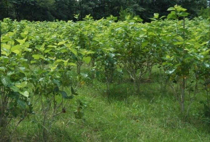 ปุ๋ยชีวภาพอาร์บัสคูลาร์ไมคอร์ไรซาตัวช่วยเพิ่มประสิทธิภาพการดูดใช้ธาตุอาหาร ทนแล้ง ป้องกันโรค พืชโตดี มีสุขภาพแข็งแรง 6 887835