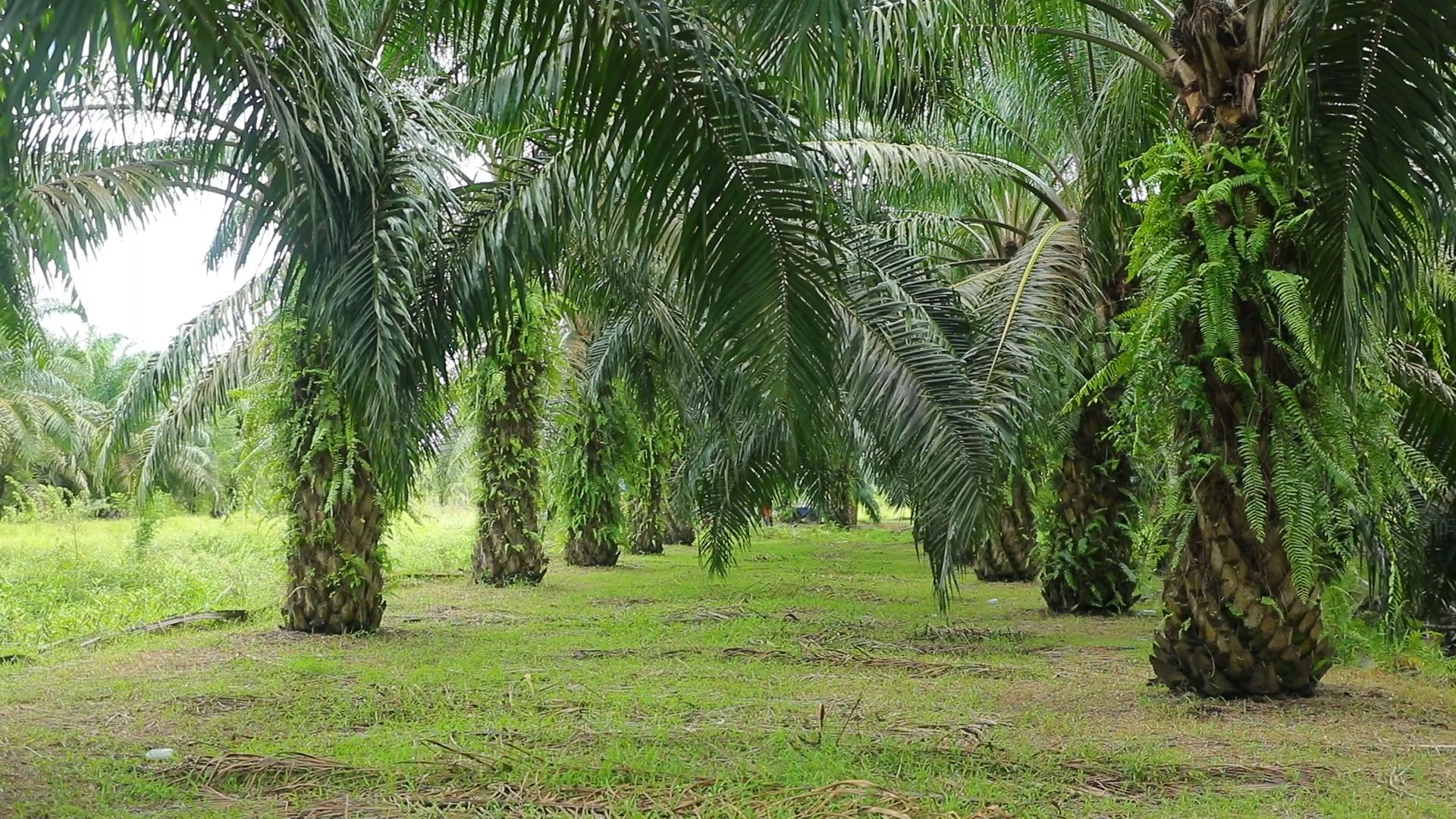 ปุ๋ยชีวภาพอาร์บัสคูลาร์ไมคอร์ไรซาตัวช่วยเพิ่มประสิทธิภาพการดูดใช้ธาตุอาหาร ทนแล้ง ป้องกันโรค พืชโตดี มีสุขภาพแข็งแรง 7 887836