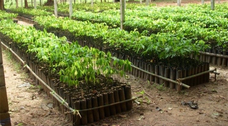 ปุ๋ยชีวภาพอาร์บัสคูลาร์ไมคอร์ไรซาตัวช่วยเพิ่มประสิทธิภาพการดูดใช้ธาตุอาหาร ทนแล้ง ป้องกันโรค พืชโตดี มีสุขภาพแข็งแรง 8 887837