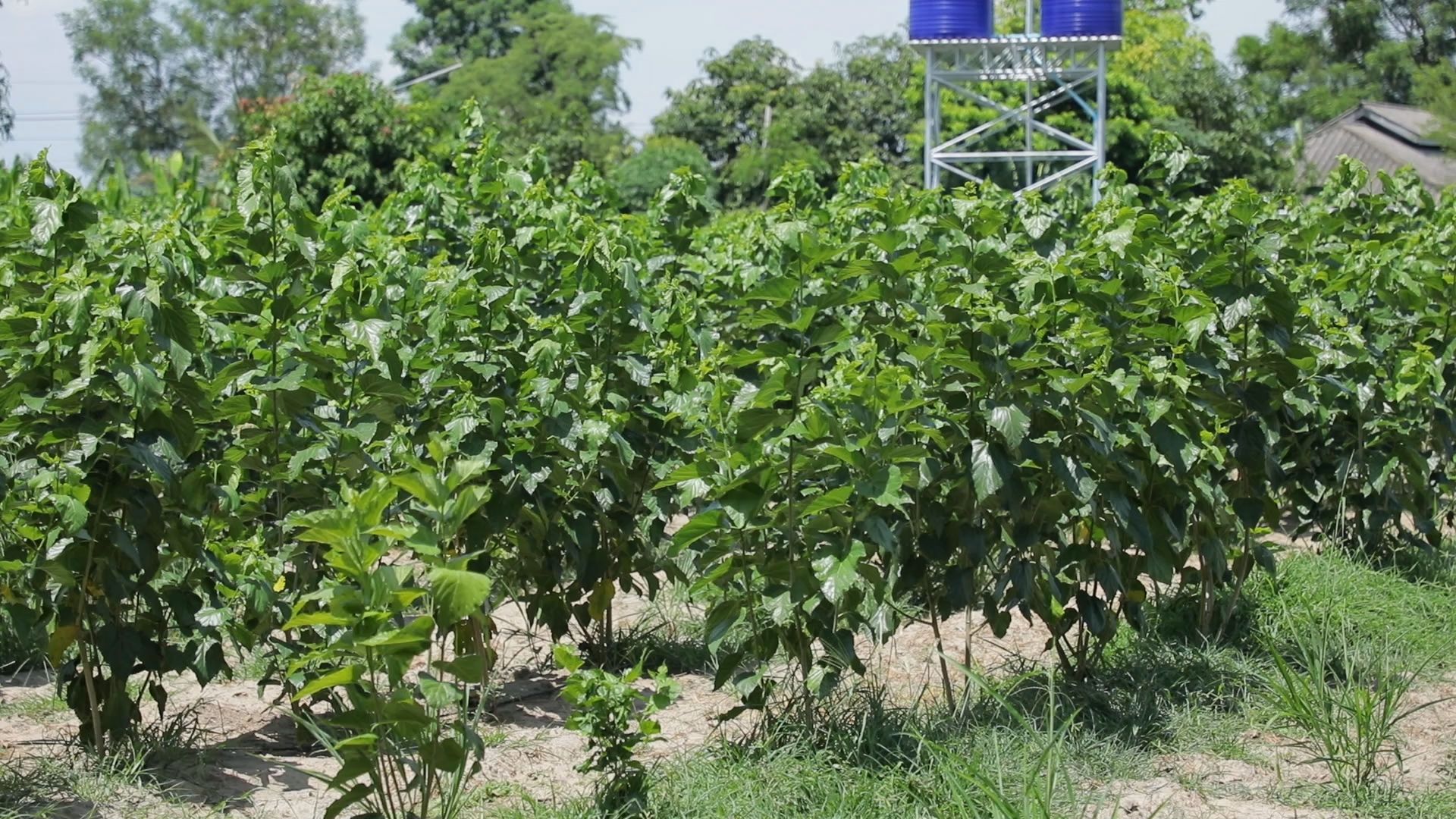 ปุ๋ยชีวภาพอาร์บัสคูลาร์ไมคอร์ไรซาตัวช่วยเพิ่มประสิทธิภาพการดูดใช้ธาตุอาหาร ทนแล้ง ป้องกันโรค พืชโตดี มีสุขภาพแข็งแรง 9 887838