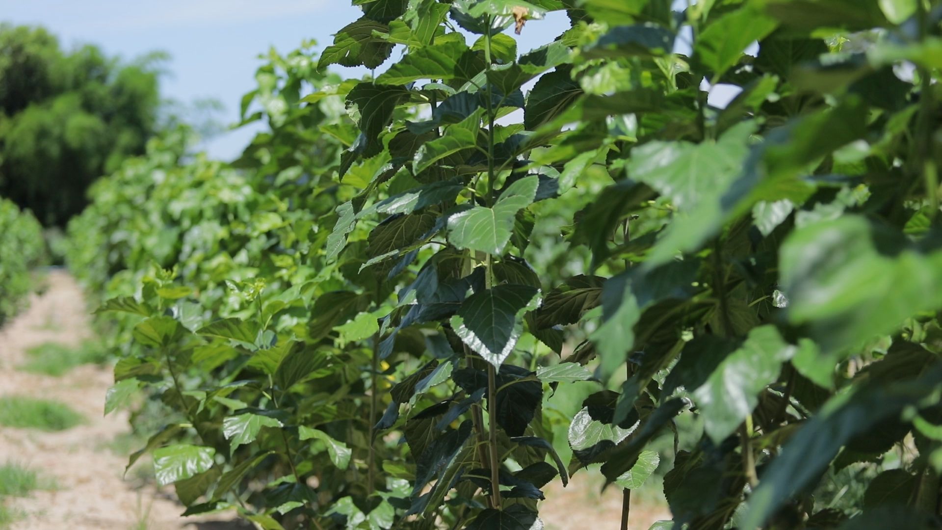 ปุ๋ยชีวภาพอาร์บัสคูลาร์ไมคอร์ไรซาตัวช่วยเพิ่มประสิทธิภาพการดูดใช้ธาตุอาหาร ทนแล้ง ป้องกันโรค พืชโตดี มีสุขภาพแข็งแรง 10 887839