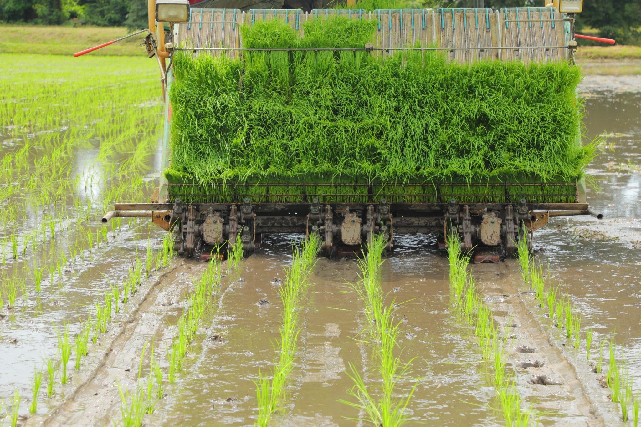 กรมข้าวนำคณะสื่อสัญจรดูงาน การเพิ่มประสิทธิภาพการผลิตข้าวของเกษตรกรผู้ประสบอุทกภัย ภายใต้โครงการเสริมสร้างศักยภาพการผลิตเมล็ดพันธุ์ข้าวของศูนย์ข้าวชุมชน ณ จังหวัดสกลนคร 7 889645