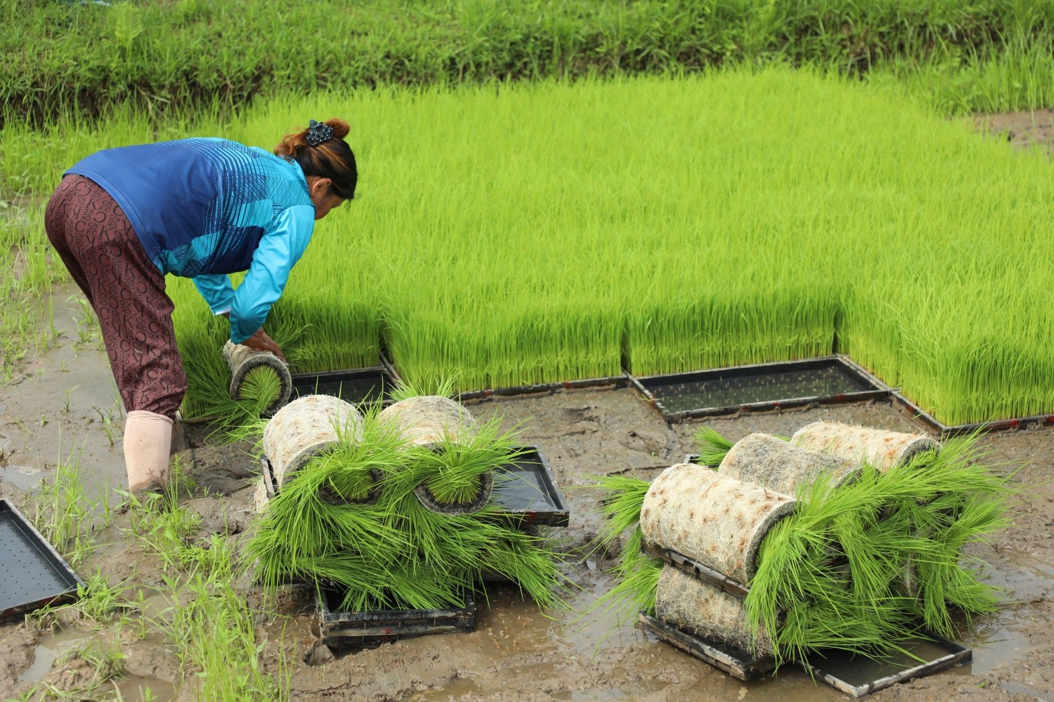 กรมข้าวนำคณะสื่อสัญจรดูงาน การเพิ่มประสิทธิภาพการผลิตข้าวของเกษตรกรผู้ประสบอุทกภัย ภายใต้โครงการเสริมสร้างศักยภาพการผลิตเมล็ดพันธุ์ข้าวของศูนย์ข้าวชุมชน ณ จังหวัดสกลนคร 8 889646