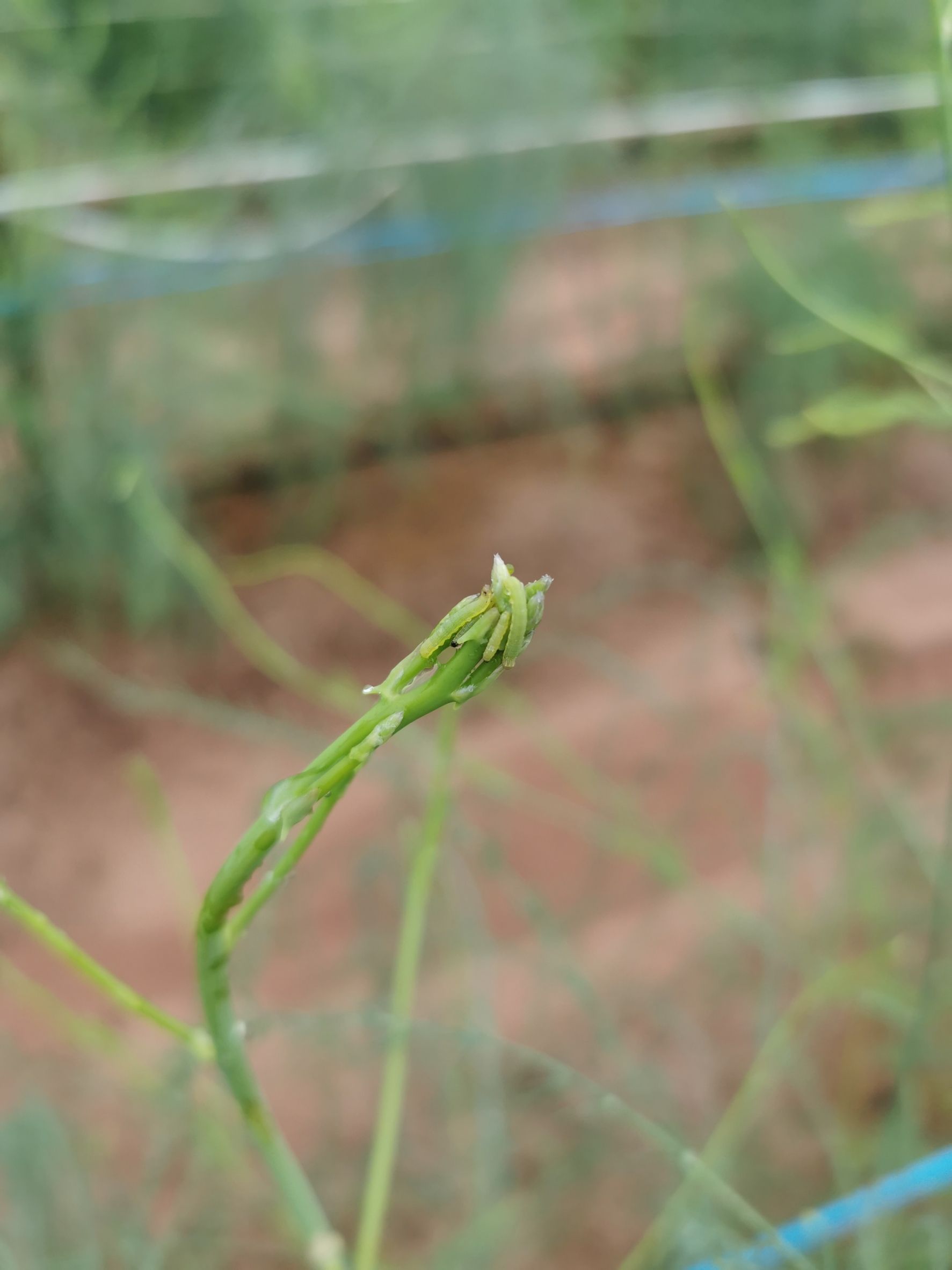 เชื้อบีที (Bt) ชีวภัณฑ์ควบคุมหนอนศัตรูพืชอย่างปลอดภัย 2 891474