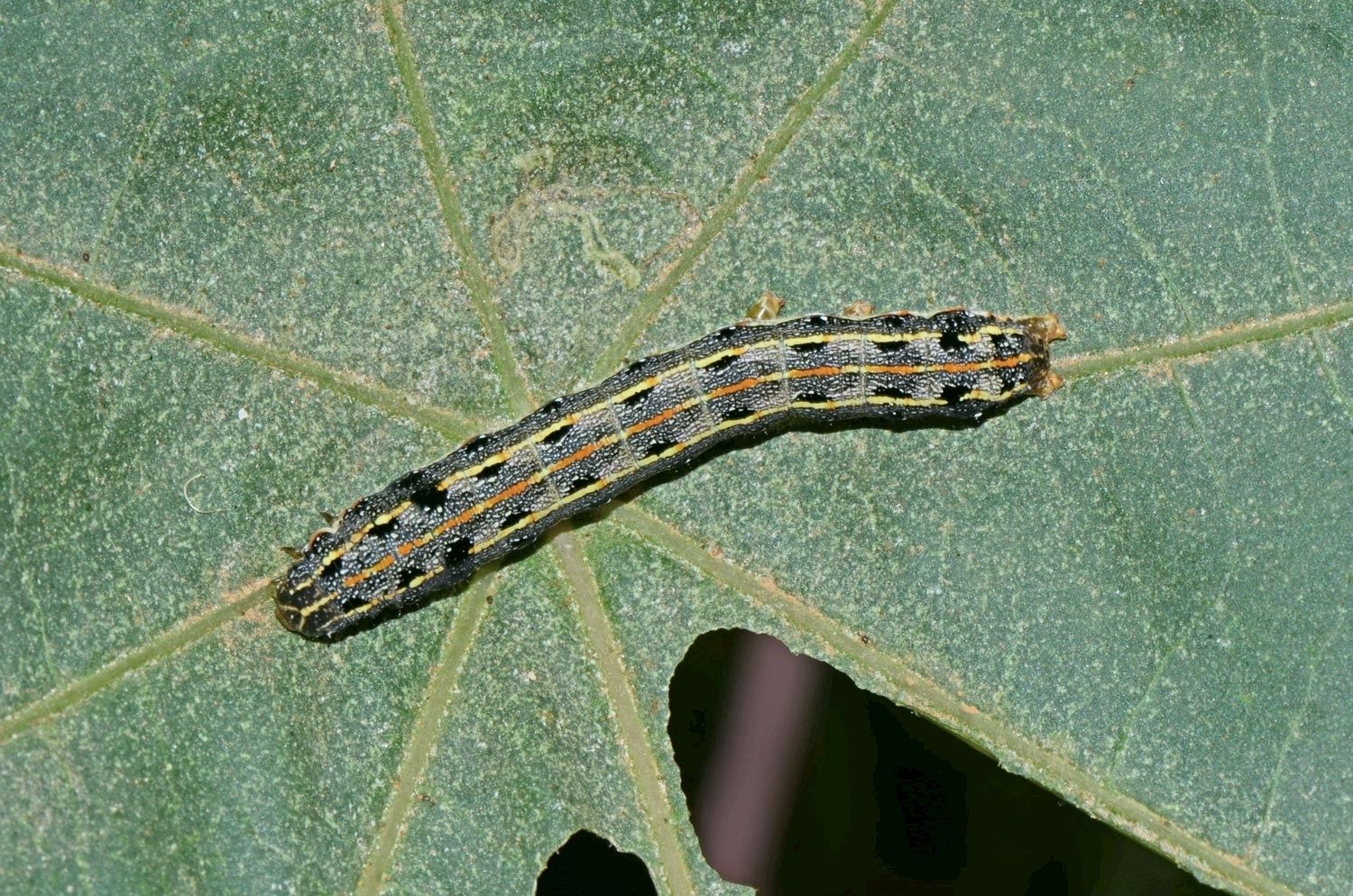 เชื้อบีที (Bt) ชีวภัณฑ์ควบคุมหนอนศัตรูพืชอย่างปลอดภัย 3 891475