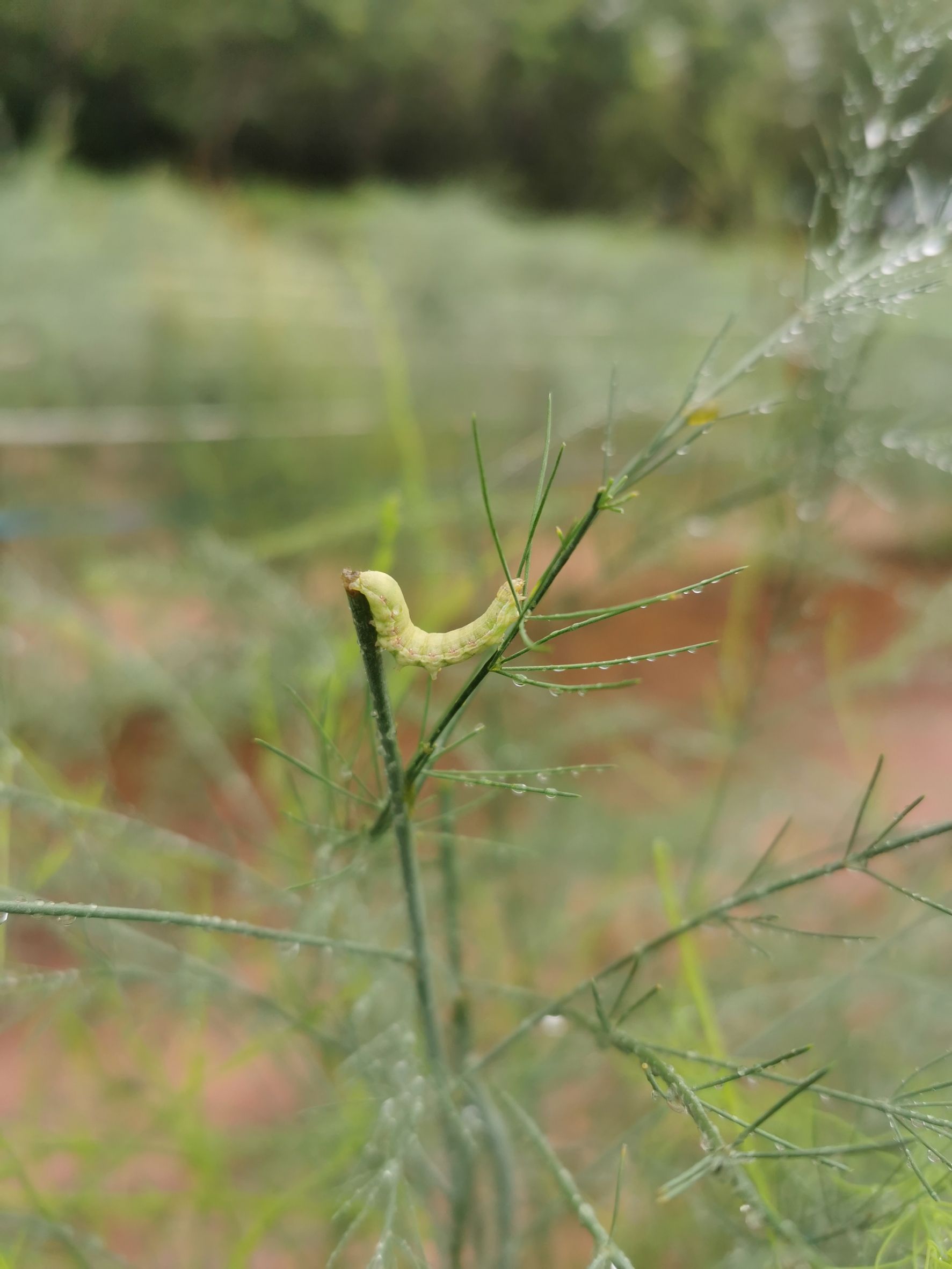 เชื้อบีที (Bt) ชีวภัณฑ์ควบคุมหนอนศัตรูพืชอย่างปลอดภัย 4 891476