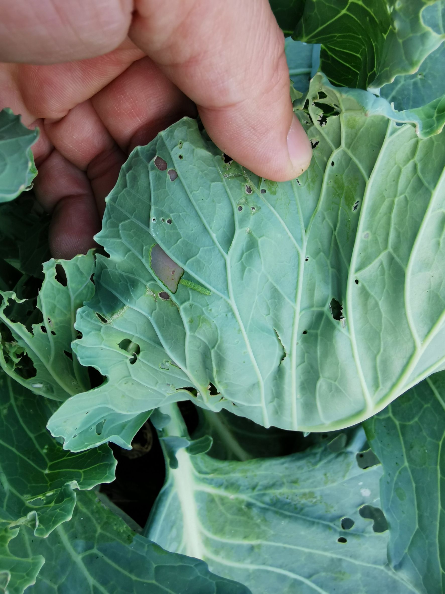 เชื้อบีที (Bt) ชีวภัณฑ์ควบคุมหนอนศัตรูพืชอย่างปลอดภัย 5 891477