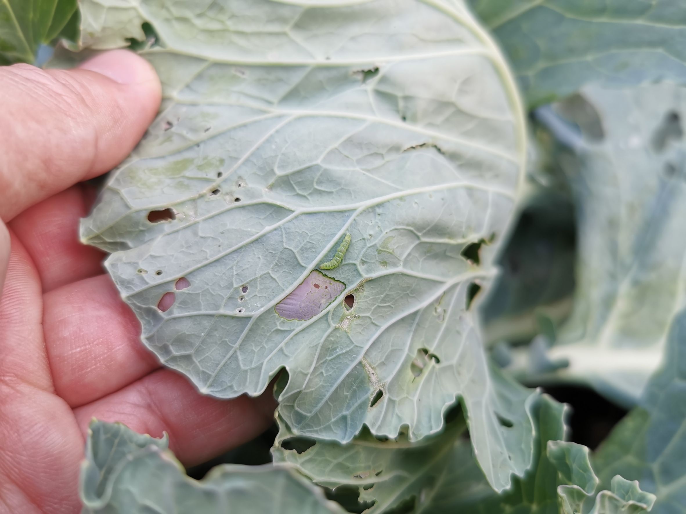 เชื้อบีที (Bt) ชีวภัณฑ์ควบคุมหนอนศัตรูพืชอย่างปลอดภัย 6 891478