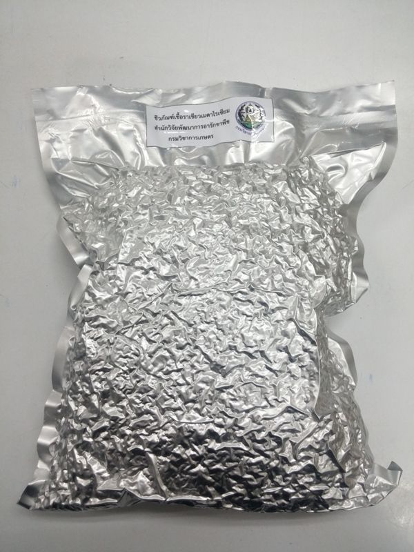 “เมตาไรเซียมอัดเม็ด” เทคโนโลยีใหม่ควบคุมด้วงแรดศัตรูมะพร้าวจากกรมวิชาการเกษตร 2 893785