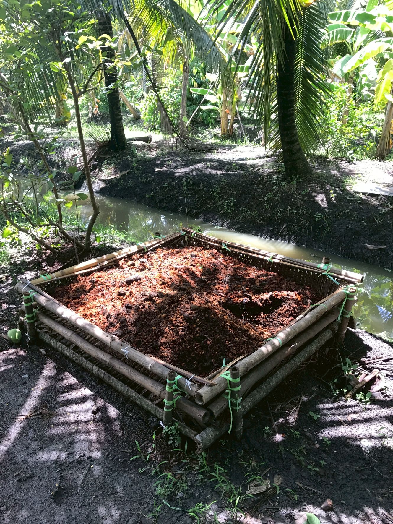 “เมตาไรเซียมอัดเม็ด” เทคโนโลยีใหม่ควบคุมด้วงแรดศัตรูมะพร้าวจากกรมวิชาการเกษตร 3 893786