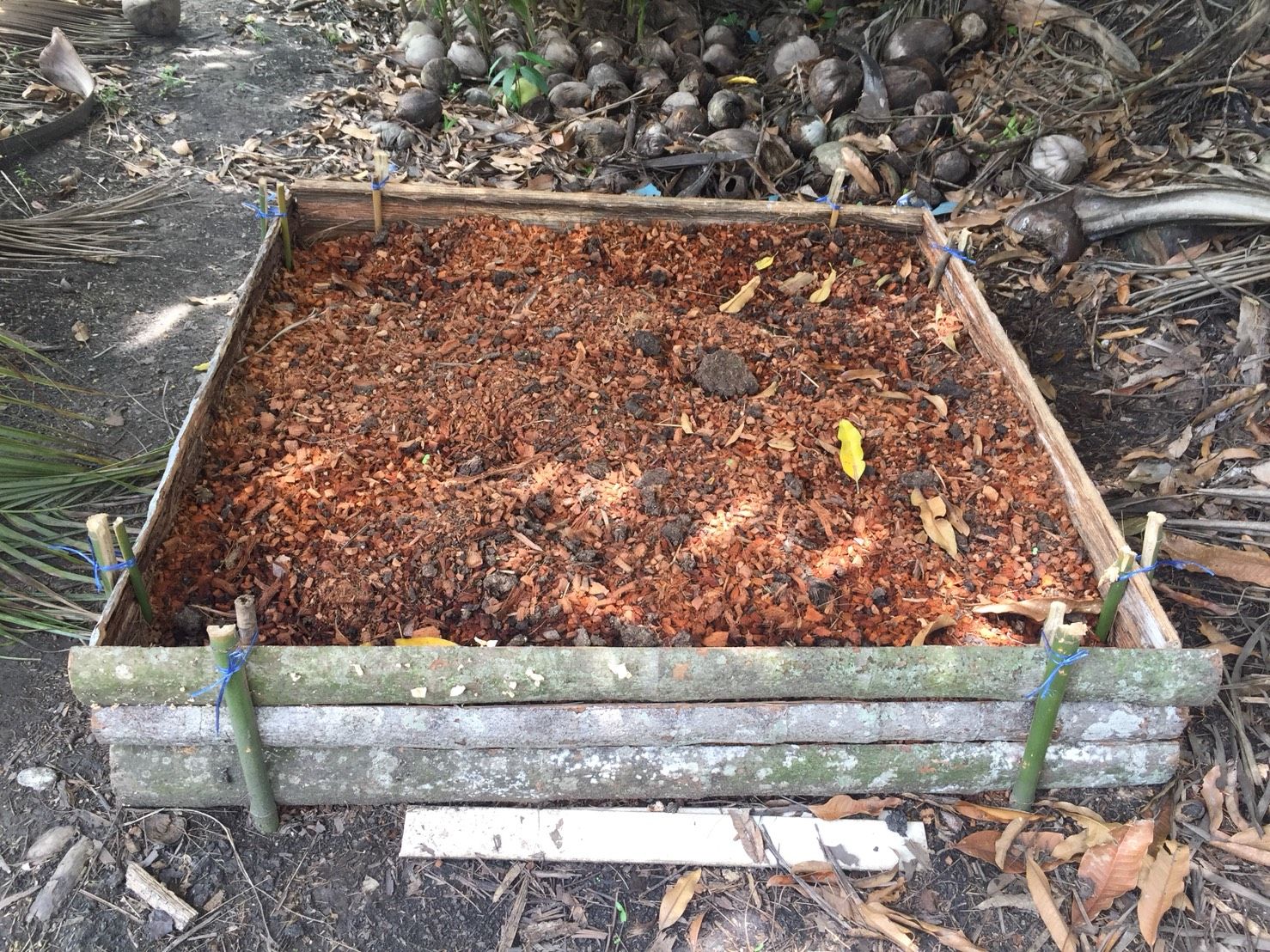 “เมตาไรเซียมอัดเม็ด” เทคโนโลยีใหม่ควบคุมด้วงแรดศัตรูมะพร้าวจากกรมวิชาการเกษตร 4 893787