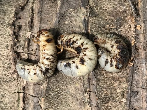 “เมตาไรเซียมอัดเม็ด” เทคโนโลยีใหม่ควบคุมด้วงแรดศัตรูมะพร้าวจากกรมวิชาการเกษตร 6 893789