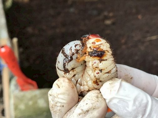 “เมตาไรเซียมอัดเม็ด” เทคโนโลยีใหม่ควบคุมด้วงแรดศัตรูมะพร้าวจากกรมวิชาการเกษตร 8 893791