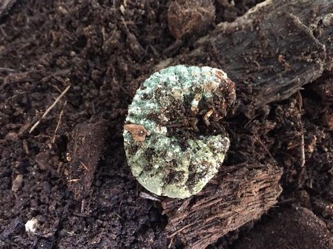 “เมตาไรเซียมอัดเม็ด” เทคโนโลยีใหม่ควบคุมด้วงแรดศัตรูมะพร้าวจากกรมวิชาการเกษตร 9 893792