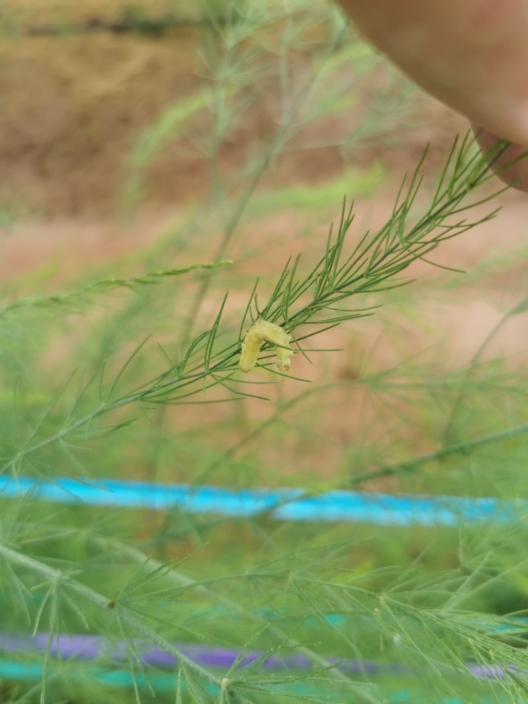 กรมวิชาการเกษตร แนะใช้ชีวภัณฑ์ไวรัส NPV ทางเลือกใหม่ควบคุมแมลงศัตรูพืช ลดใช้สารเคมี ปลอดภัยทั้งเกษตรกร ผู้บริโภคและสิ่งแวดล้อม 3 901504