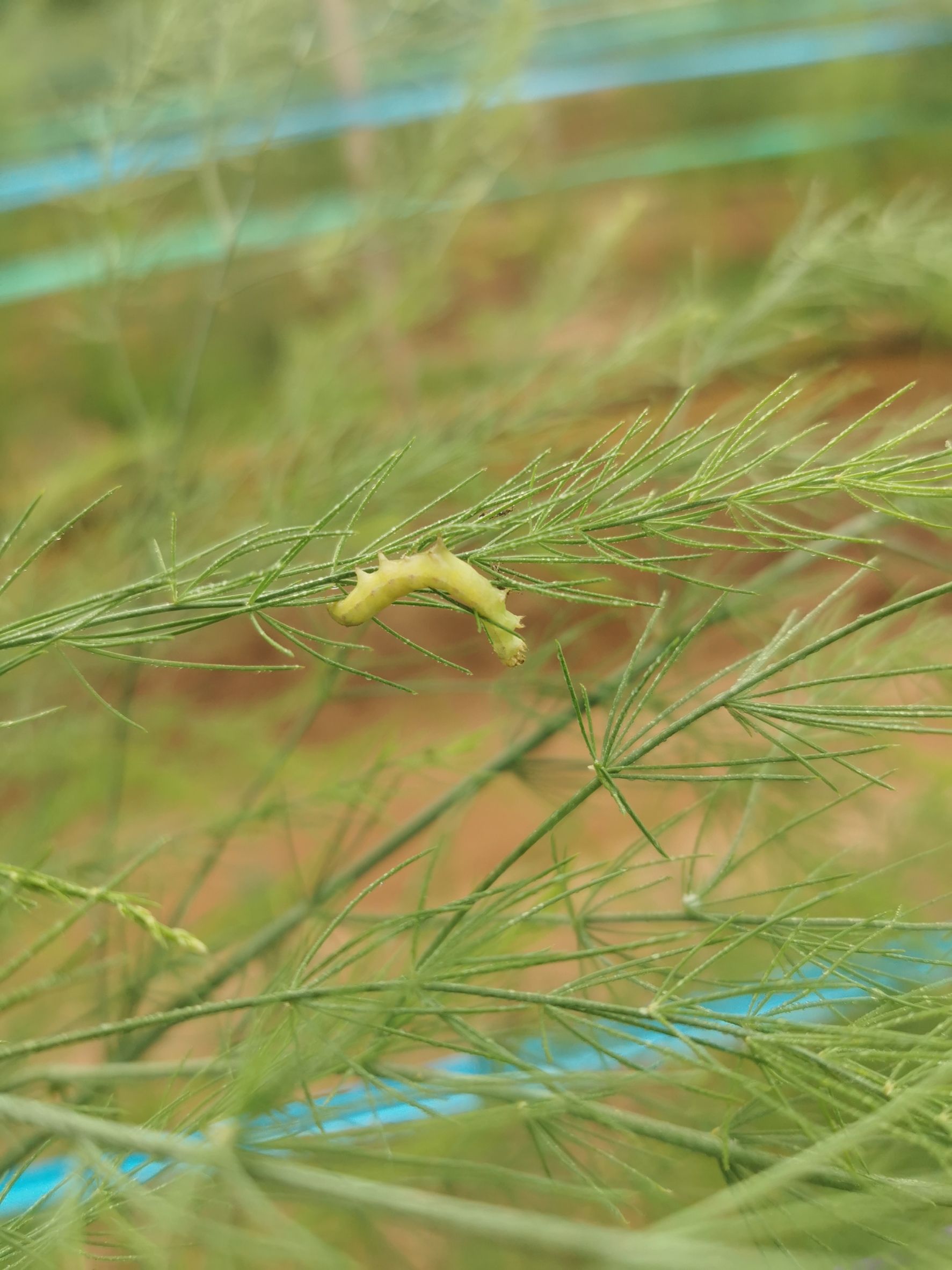 กรมวิชาการเกษตร แนะใช้ชีวภัณฑ์ไวรัส NPV ทางเลือกใหม่ควบคุมแมลงศัตรูพืช ลดใช้สารเคมี ปลอดภัยทั้งเกษตรกร ผู้บริโภคและสิ่งแวดล้อม 4 901505