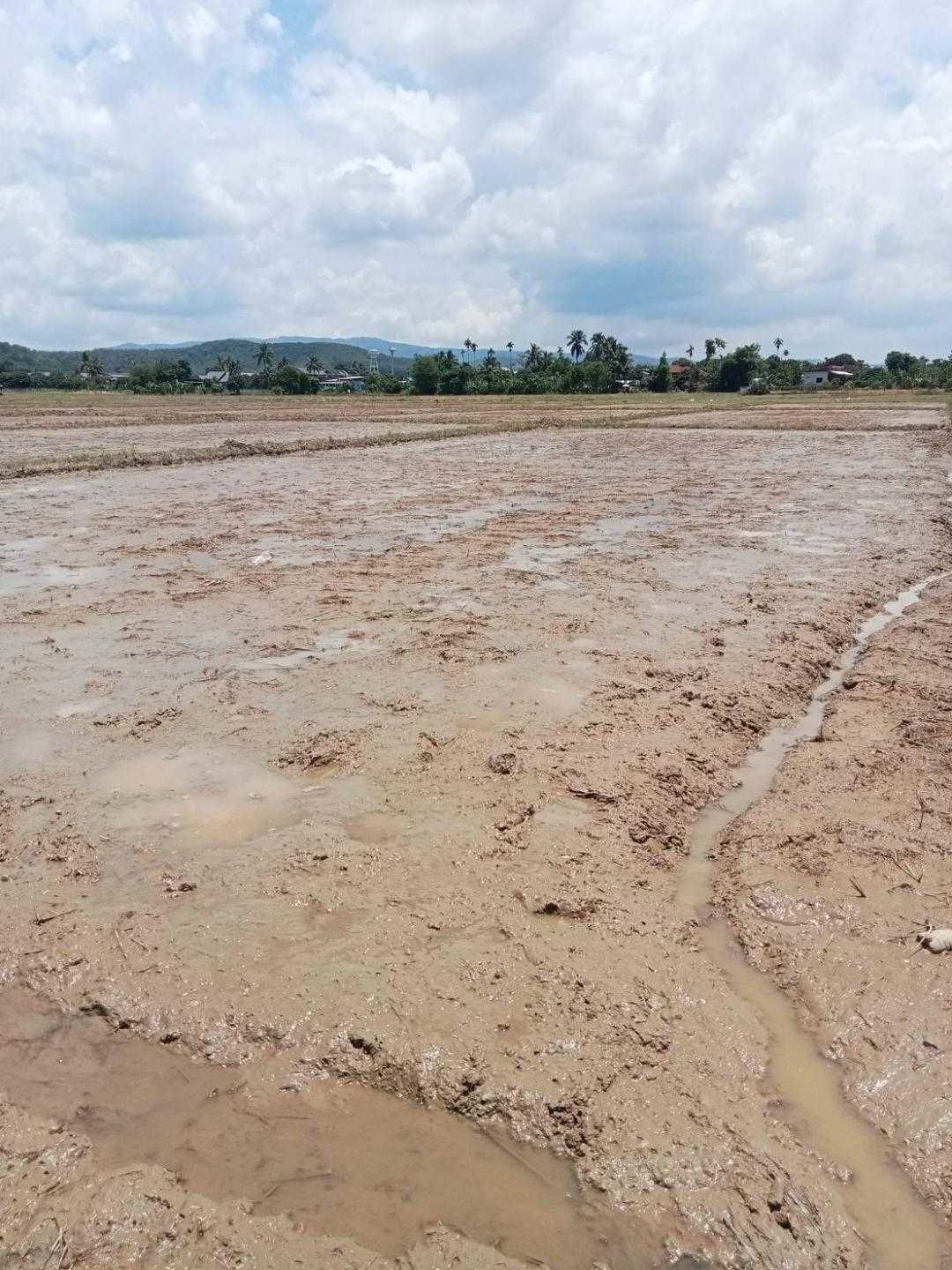 หัวเชื้อจุลินทรีย์ย่อยสลายวัสดุอินทรีย์ เร่งกระบวนการผลิตปุ๋ยหมัก ลดการเผาเศษซากพืช ช่วยเกษตรกรเพิ่มผลผลิตอย่างยั่งยืน 3 902121