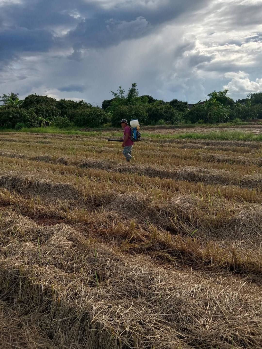 หัวเชื้อจุลินทรีย์ย่อยสลายวัสดุอินทรีย์ เร่งกระบวนการผลิตปุ๋ยหมัก ลดการเผาเศษซากพืช ช่วยเกษตรกรเพิ่มผลผลิตอย่างยั่งยืน 4 902122