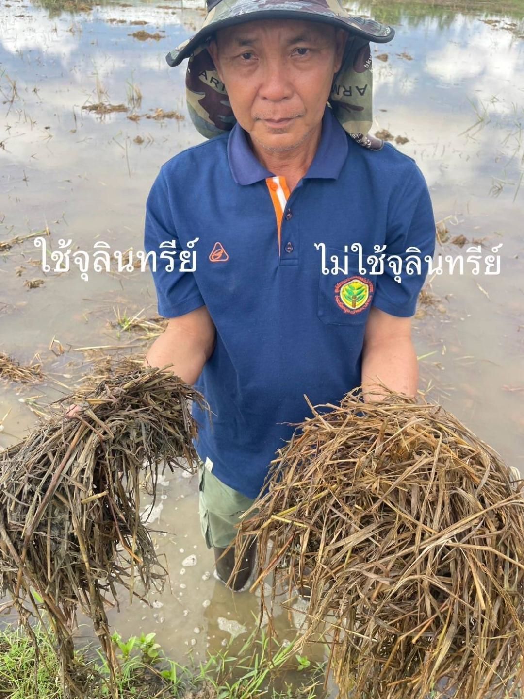 หัวเชื้อจุลินทรีย์ย่อยสลายวัสดุอินทรีย์ เร่งกระบวนการผลิตปุ๋ยหมัก ลดการเผาเศษซากพืช ช่วยเกษตรกรเพิ่มผลผลิตอย่างยั่งยืน 11 902129