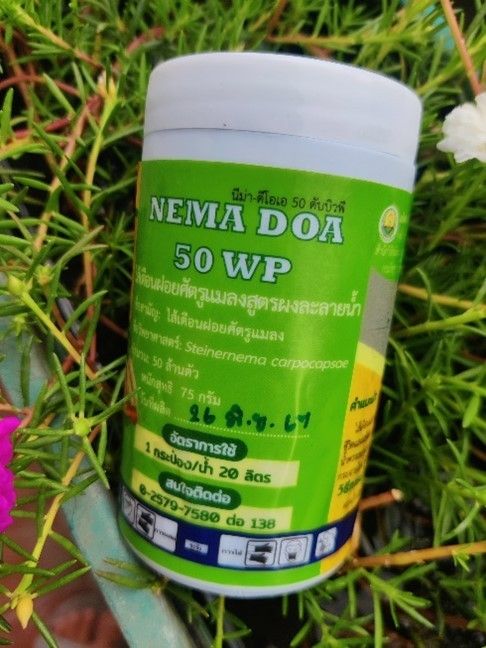 “NEMA DOA 50 WP” ฮีโร่ตัวจิ๋วจากกรมวิชาการเกษตร ปราบศัตรูพืชอย่างปลอดภัย 4 902847