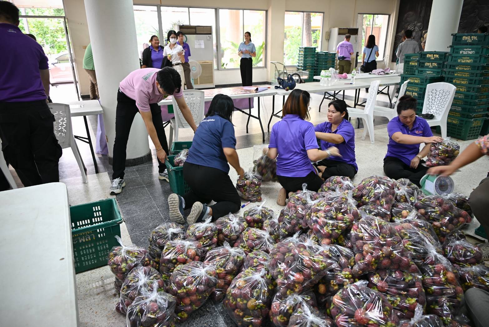 กรมวิชาการเกษตร รับนโยบายรัฐมนตรีเกษตร ช่วยเหลือเกษตรกรใต้ รับซื้อมังคุดแปลงใหญ่ 9 ตัน นำร่องเชิญชวนประชาชนบริโภคผลไม้ไทยเพิ่ม 3 937918