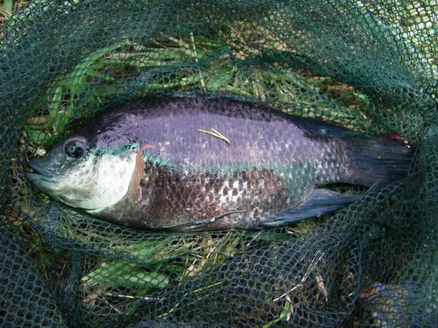 วิธีเลี้ยงพ่อแม่พันธุ์ 9c31e 125056787370359