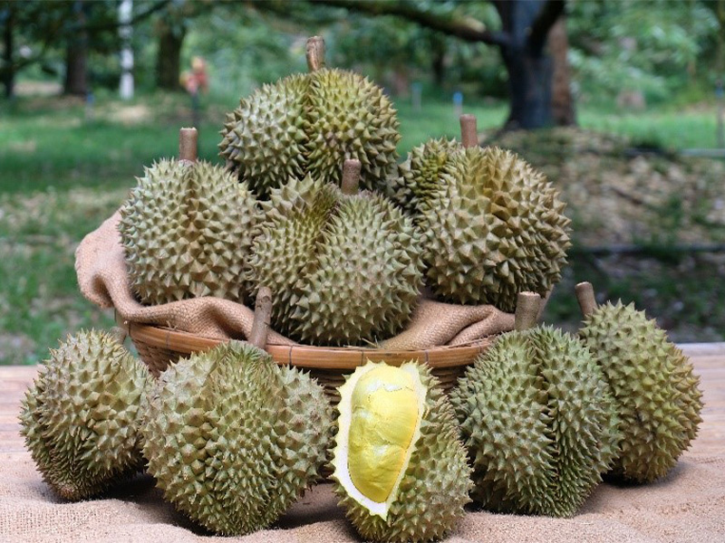 ส่ง “ทหาร – นักโทษชั้นดี” ช่วยชาวสวน ระดมสรรพกำลัง กระจายผลไม้ต่อเนื่อง 3 Detail th 1687937305