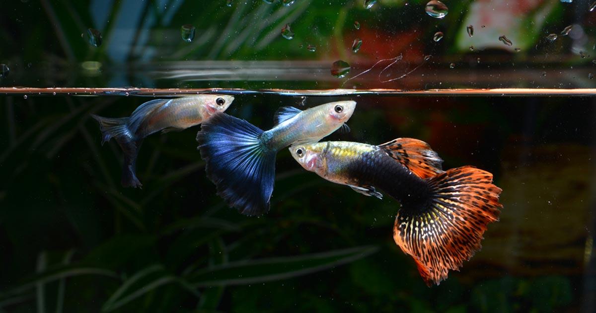 ID 41302 5b176437737f0