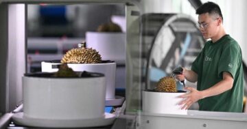 เปิดพัฒนาการ 'ทุเรียนซานย่า' ก้าวหน้า สะท้อนคุณภาพการเกษตรเขตร้อนของจีน 21 IMG 6026