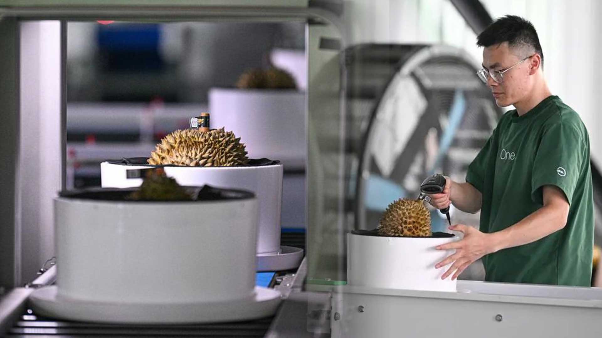 เปิดพัฒนาการ 'ทุเรียนซานย่า' ก้าวหน้า สะท้อนคุณภาพการเกษตรเขตร้อนของจีน 1 IMG 6026